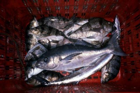 Marine Fish