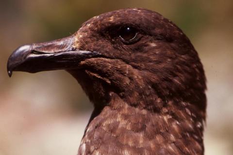Skua