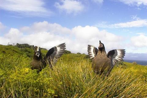 Skuas