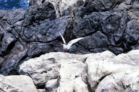 Tern