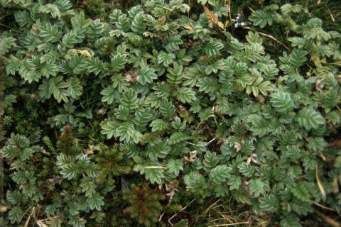 Acaena