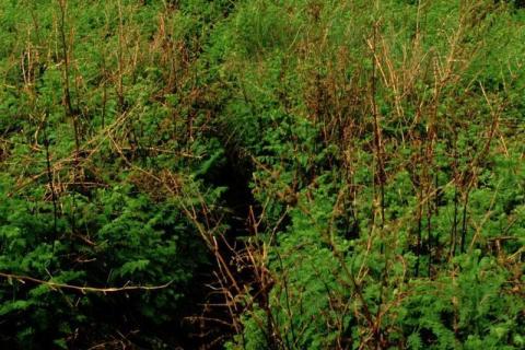 Fern Bracken