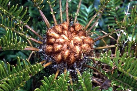 Fern Tree