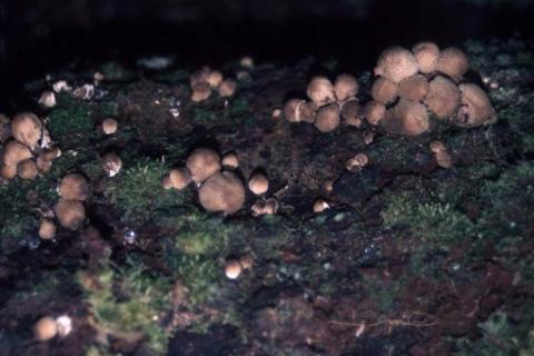 Fungi