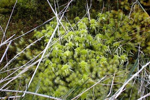 Moss