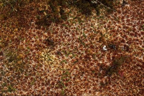 Moss