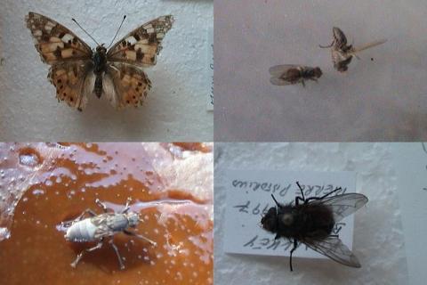 Flies