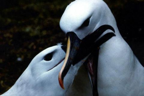 Grey-headed Albatross