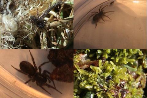 Invertebrate Spider