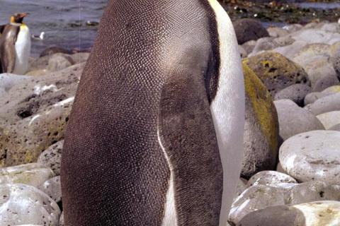 King Penguin