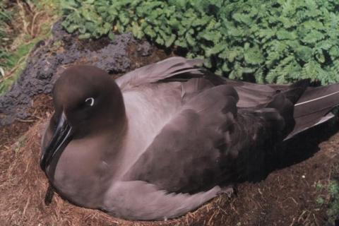Sooty Albatross