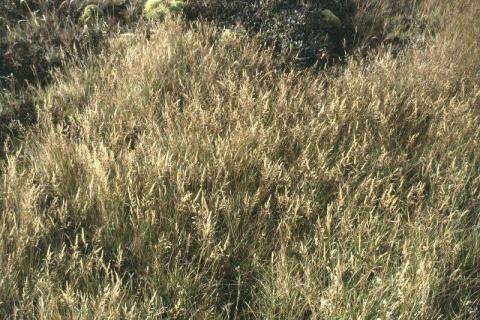 Agrostis stolonifera