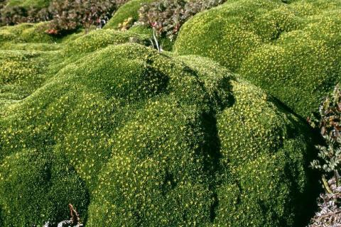 Azorella selago