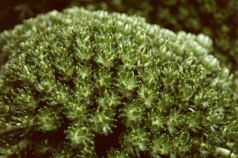 Azorella selago