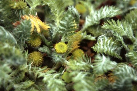 Cotula plumosa