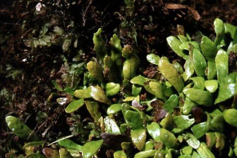 Grammitis kerguelensis