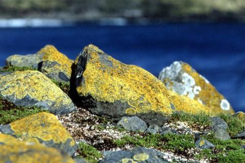 Lichens