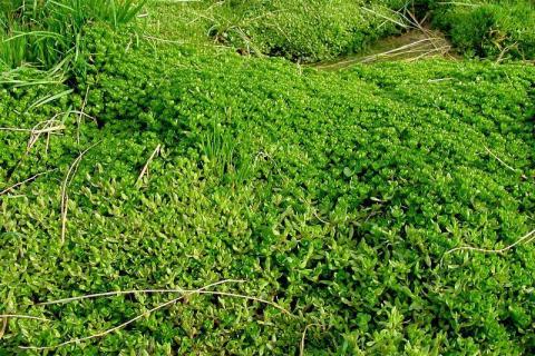 Montia fontana