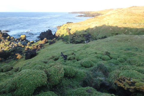 Coast