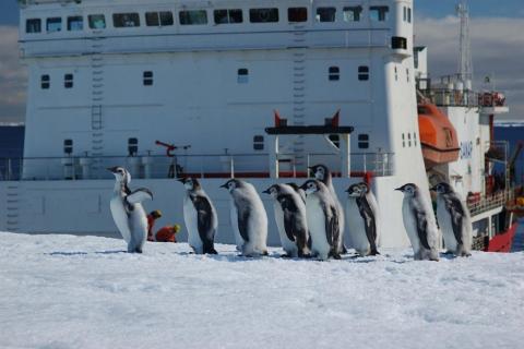 Emperor Penguin Chicks and S.A. Agulahs