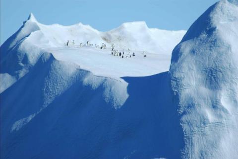 Emperor Penguins