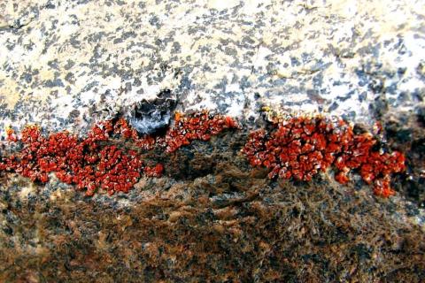 Lichen