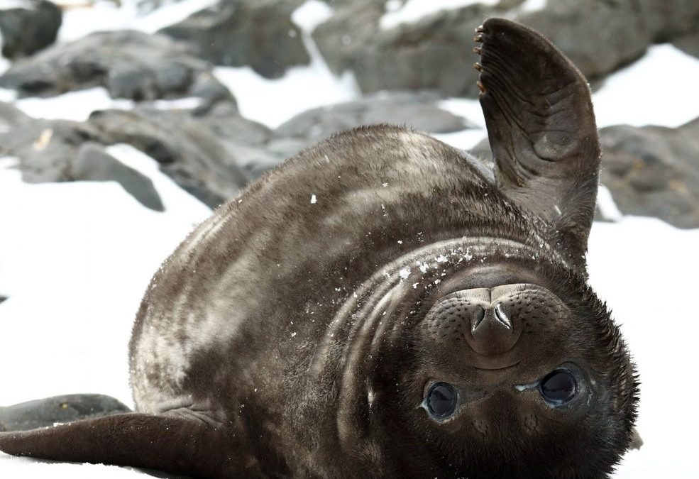 SANAP Celebrates WorldWildlifeDay2020